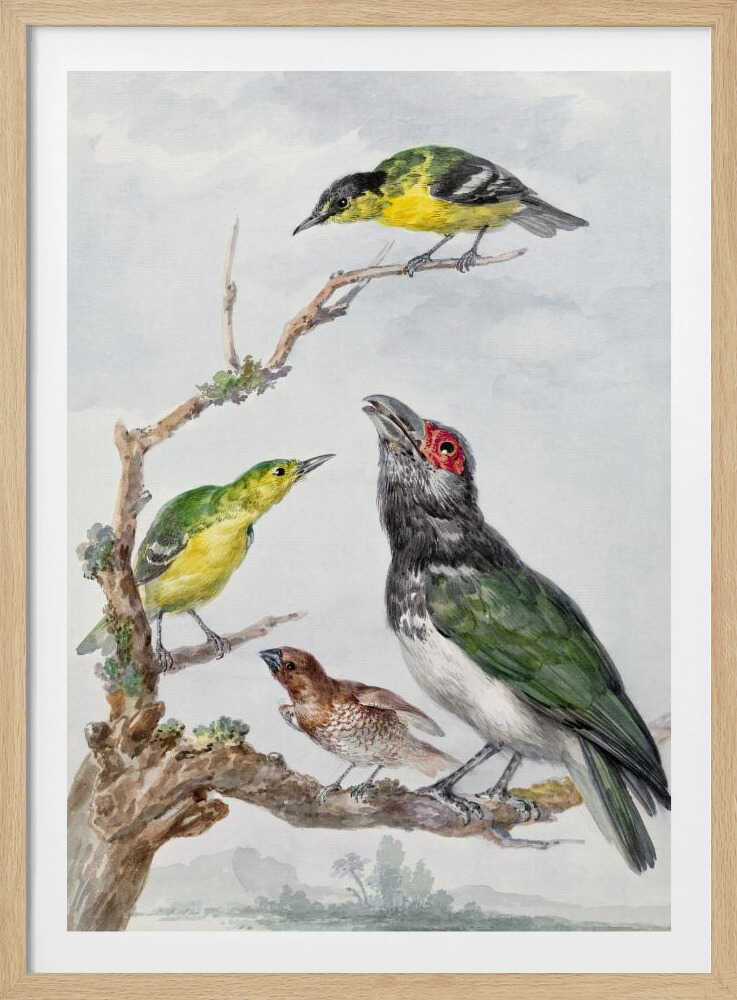 Four Different Birds On a Branch - Poster / Art Print
