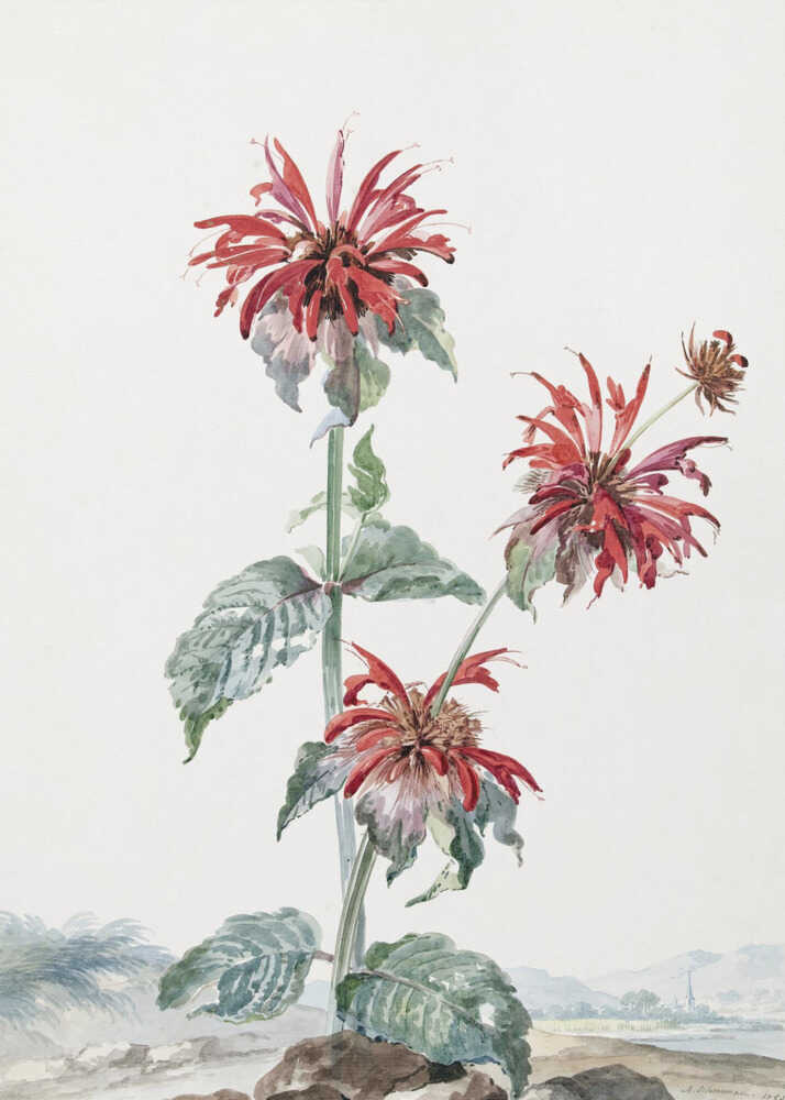 A Red Bergamot In a Landscape - Poster / Art Print