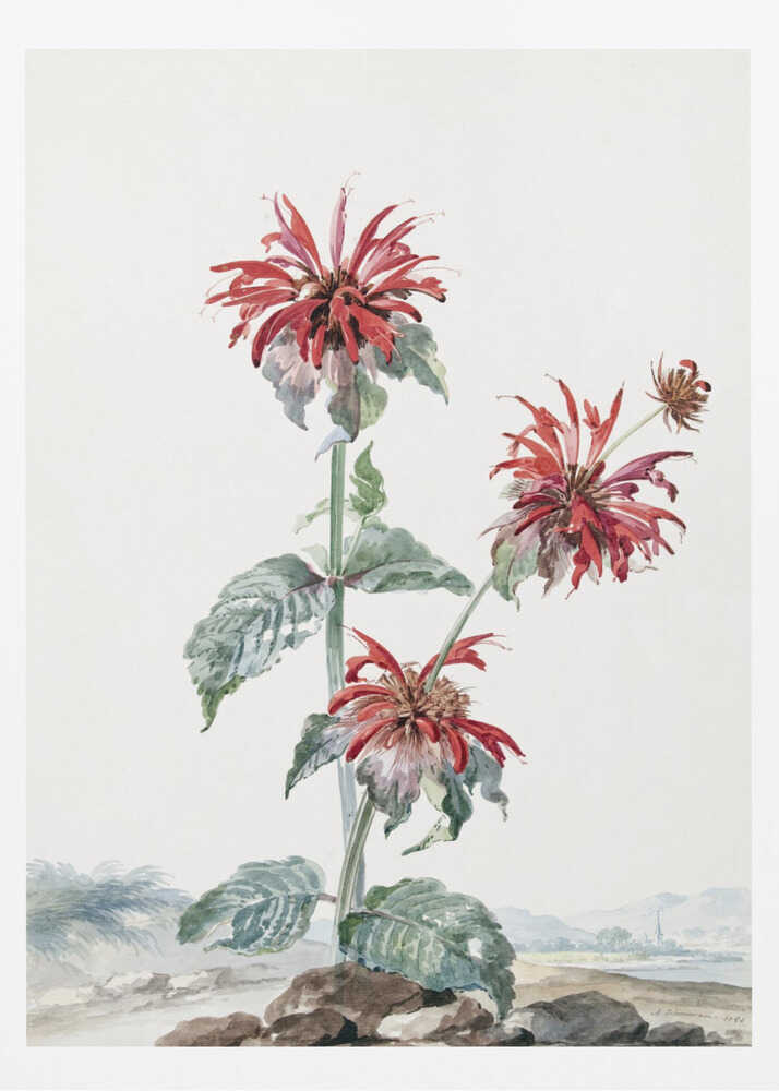 A Red Bergamot In a Landscape - Poster / Art Print