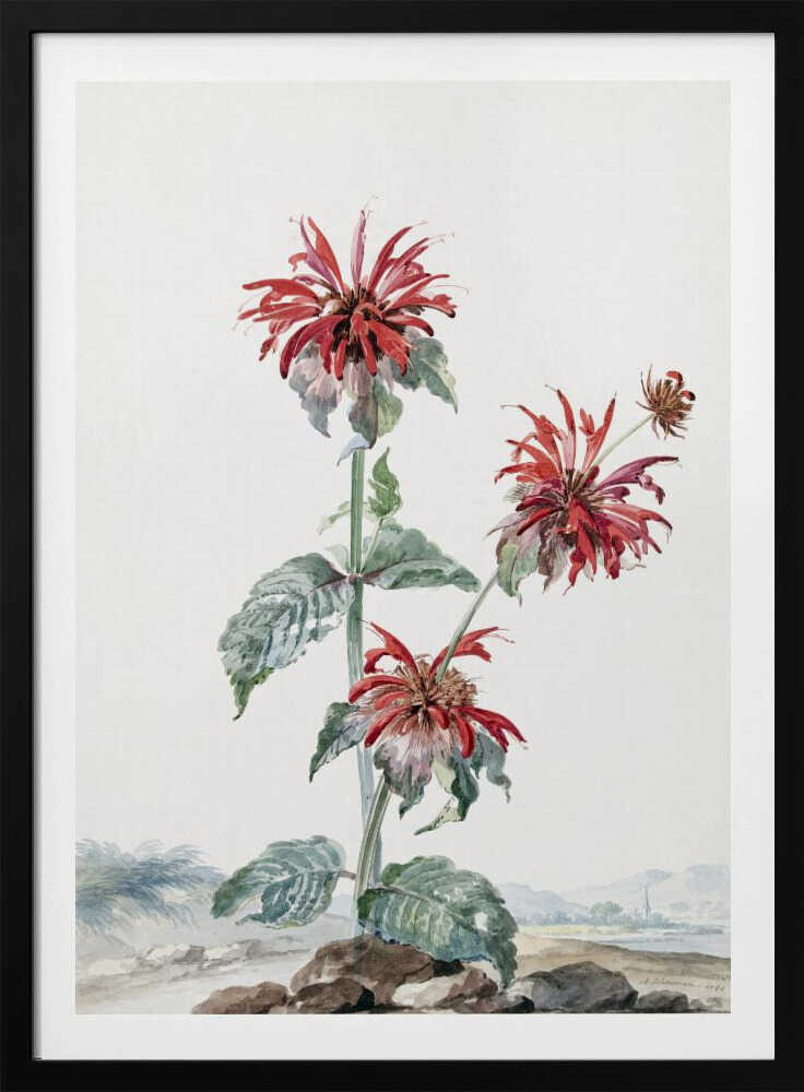 A Red Bergamot In a Landscape - Poster / Art Print
