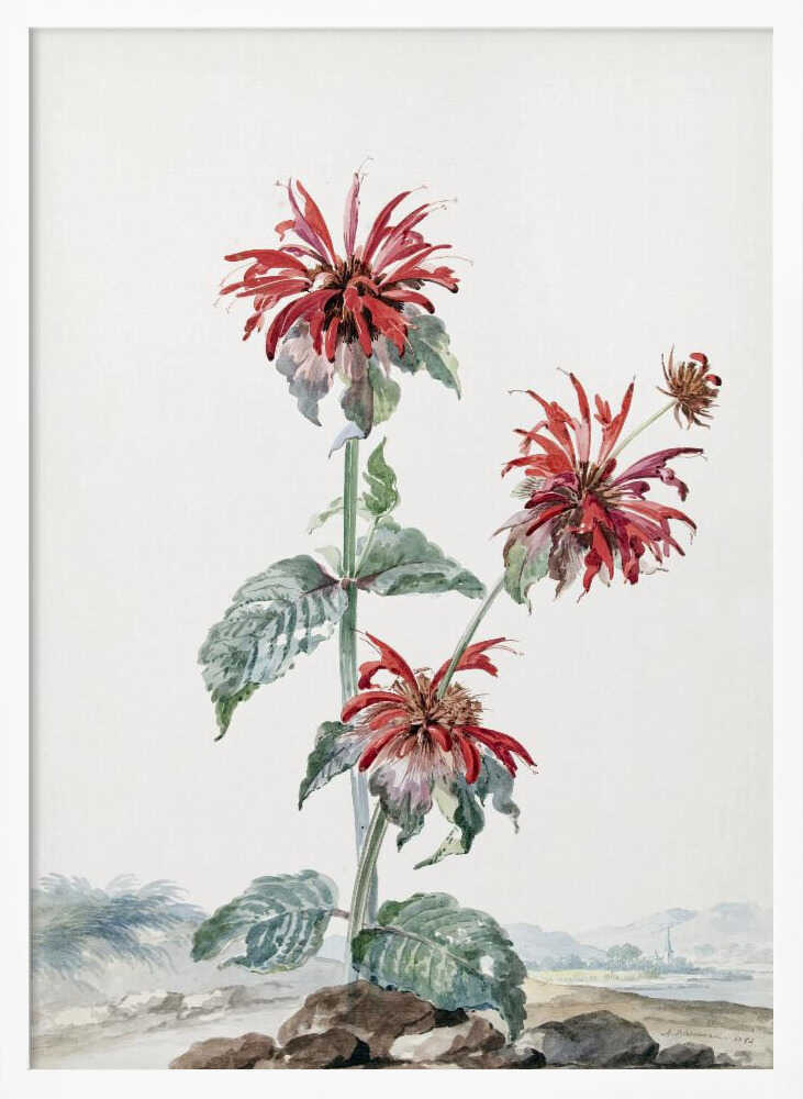 A Red Bergamot In a Landscape - Poster / Art Print
