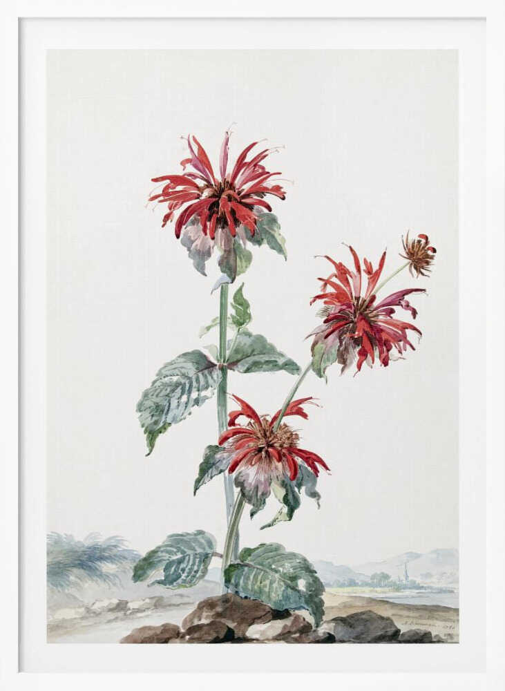 A Red Bergamot In a Landscape - Poster / Art Print