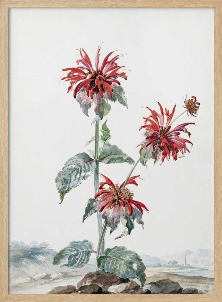 A Red Bergamot In a Landscape - Poster / Art Print