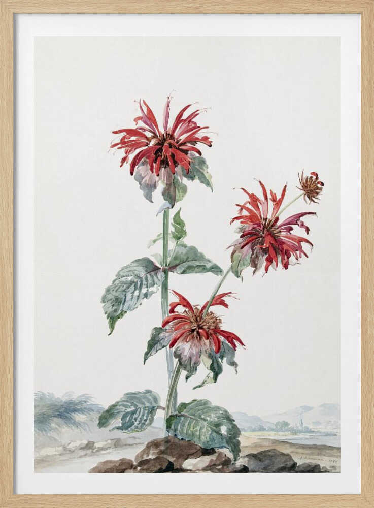 A Red Bergamot In a Landscape - Poster / Art Print