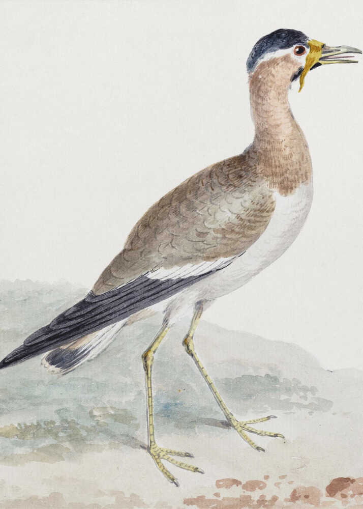 A Yellow Wattled Lapwing - Poster / Art Print