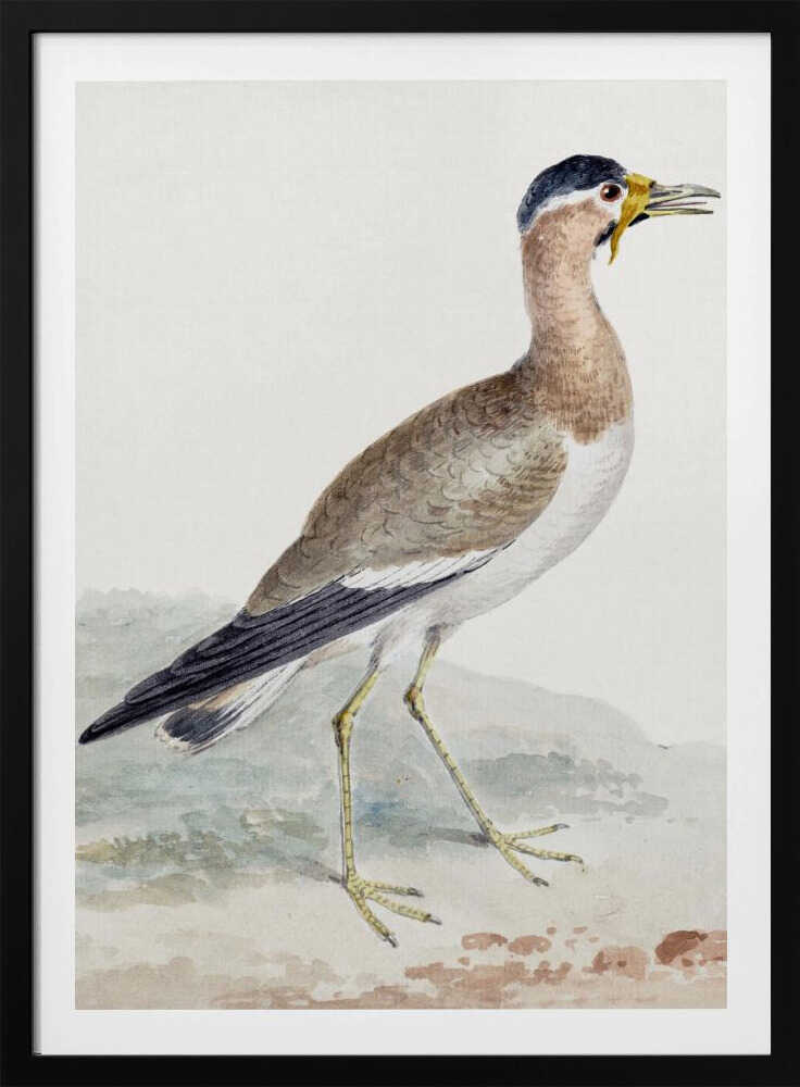 A Yellow Wattled Lapwing - Poster / Art Print