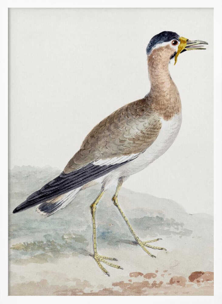 A Yellow Wattled Lapwing - Poster / Art Print