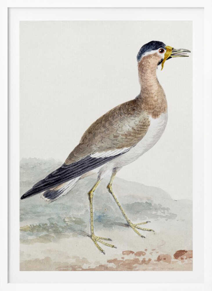 A Yellow Wattled Lapwing - Poster / Art Print