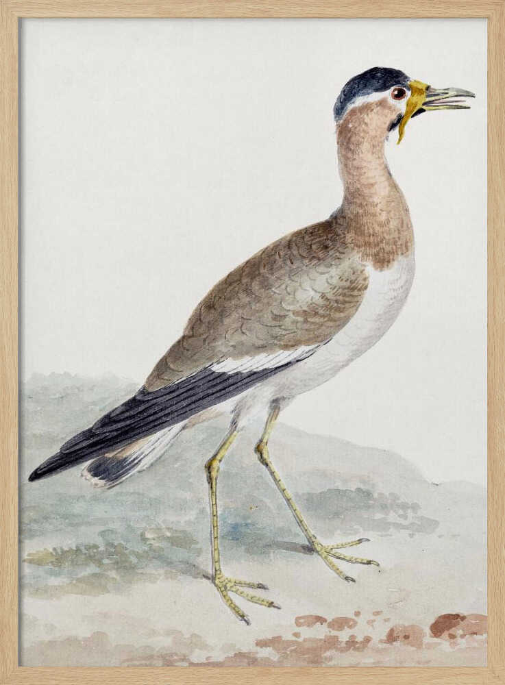 A Yellow Wattled Lapwing - Poster / Art Print
