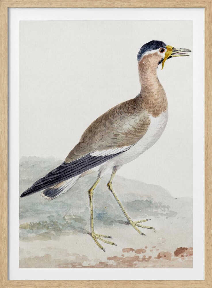 A Yellow Wattled Lapwing - Poster / Art Print