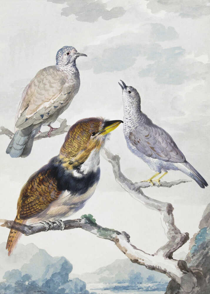 Three Birds, Two Inca Pigeons and a Collared Bearded Cuckoo - Poster / Art Print