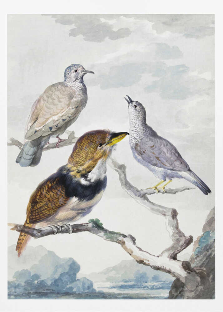 Three Birds, Two Inca Pigeons and a Collared Bearded Cuckoo - Poster / Art Print