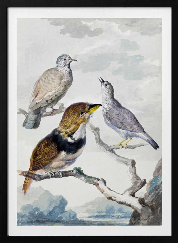 Three Birds, Two Inca Pigeons and a Collared Bearded Cuckoo - Poster / Art Print