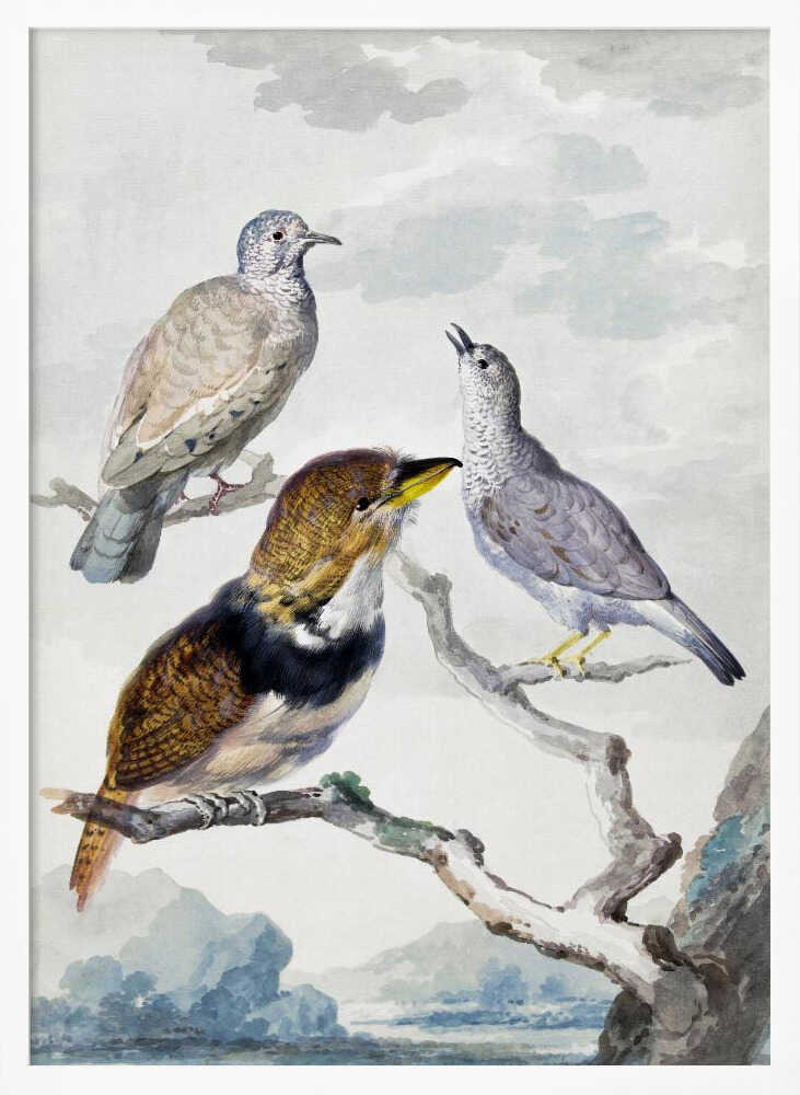 Three Birds, Two Inca Pigeons and a Collared Bearded Cuckoo - Poster / Art Print