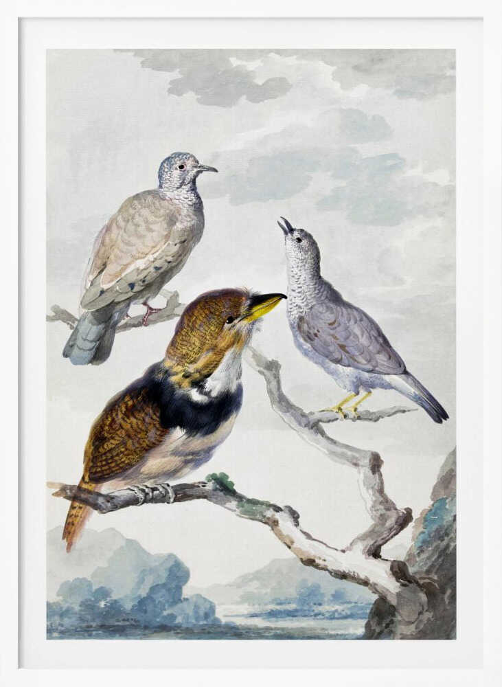 Three Birds, Two Inca Pigeons and a Collared Bearded Cuckoo - Poster / Art Print