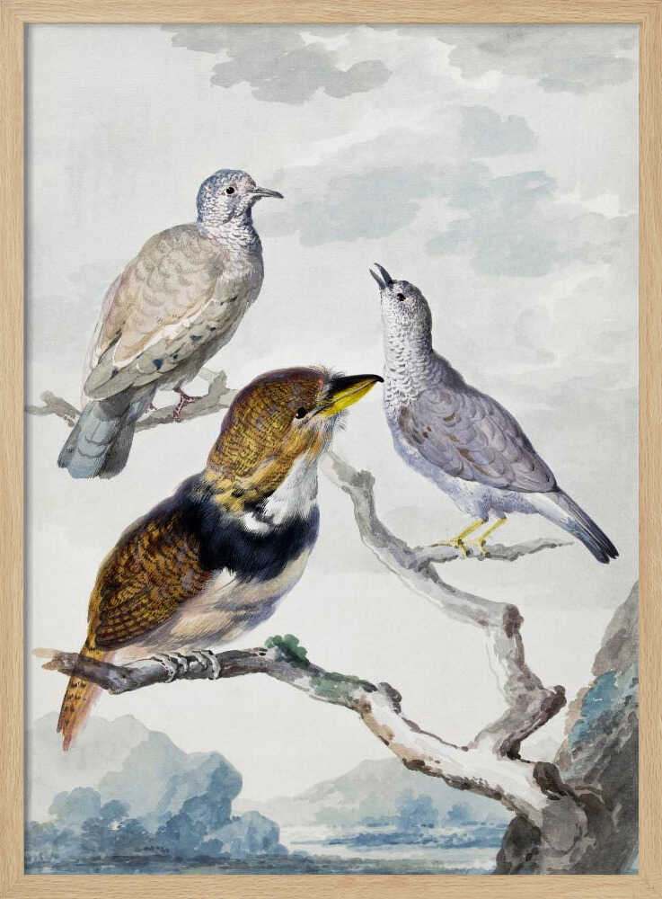 Three Birds, Two Inca Pigeons and a Collared Bearded Cuckoo - Poster / Art Print