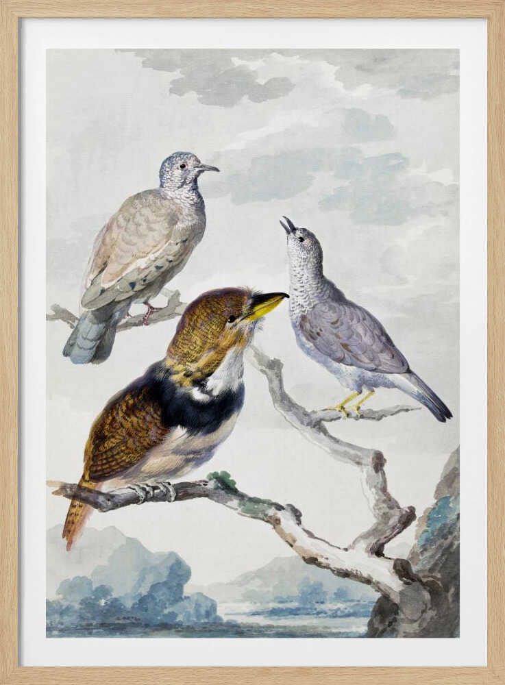 Three Birds, Two Inca Pigeons and a Collared Bearded Cuckoo - Poster / Art Print