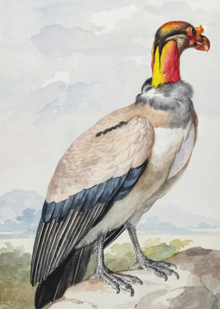 Stone Curlew - Poster / Art Print