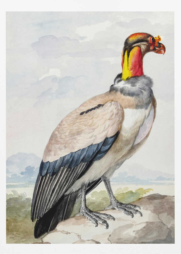 Stone Curlew - Poster / Art Print