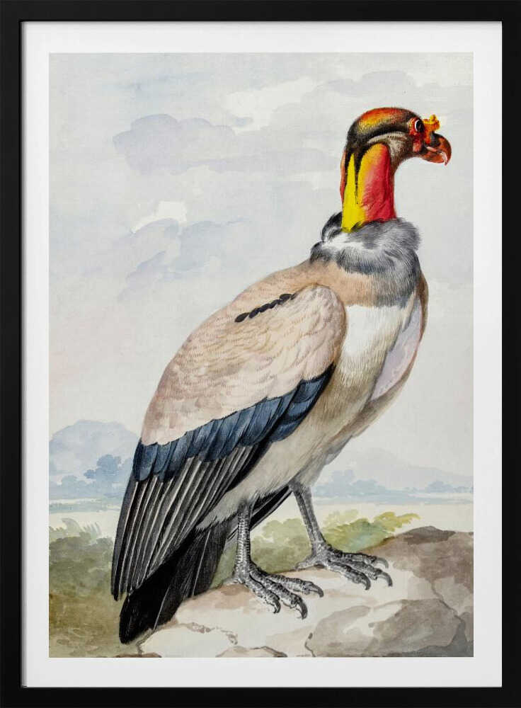 Stone Curlew - Poster / Art Print