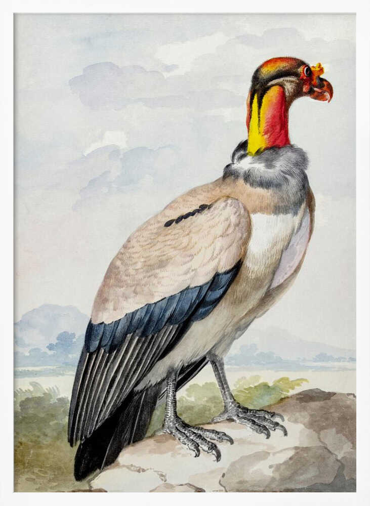 Stone Curlew - Poster / Art Print
