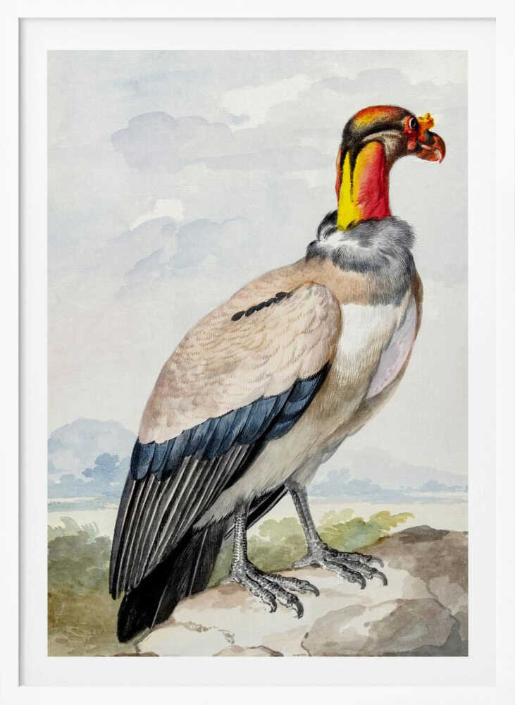Stone Curlew - Poster / Art Print