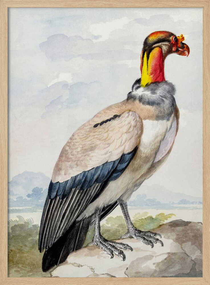 Stone Curlew - Poster / Art Print