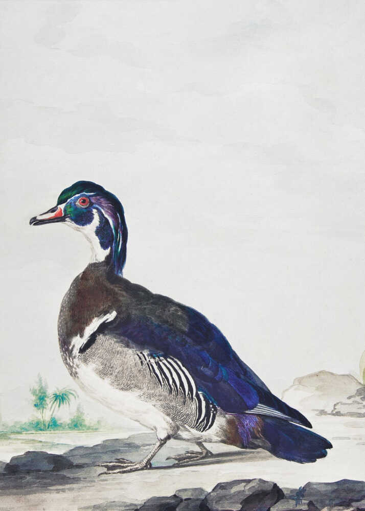 A Duck - Poster / Art Print