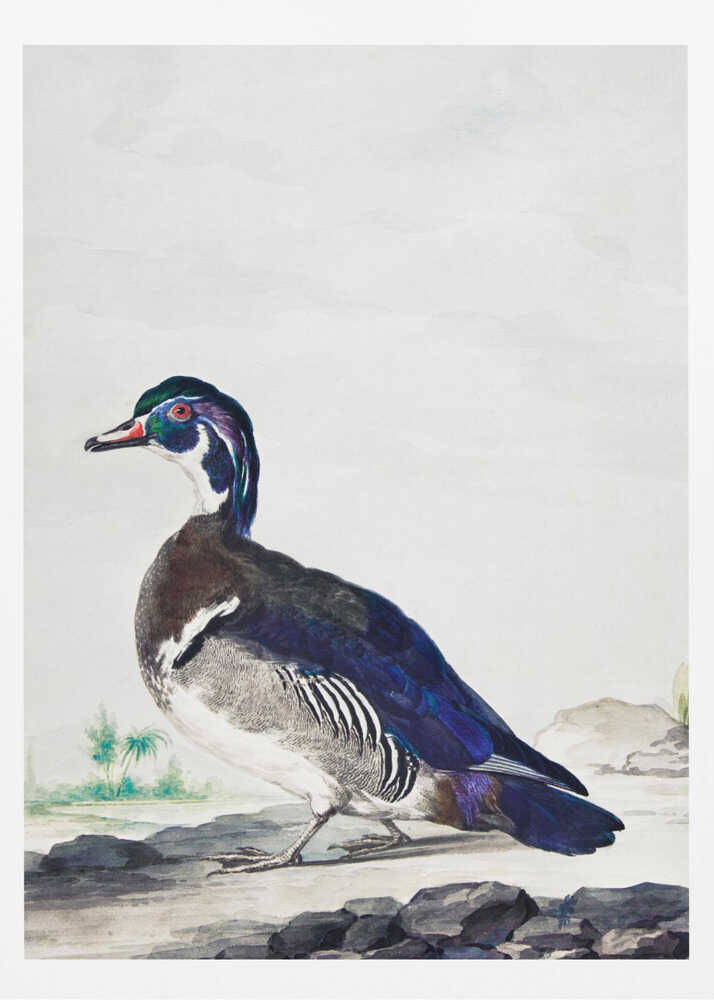A Duck - Poster / Art Print