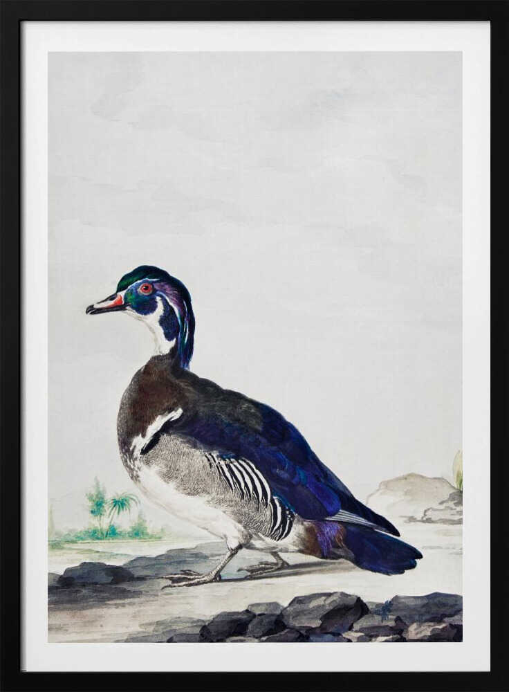 A Duck - Poster / Art Print