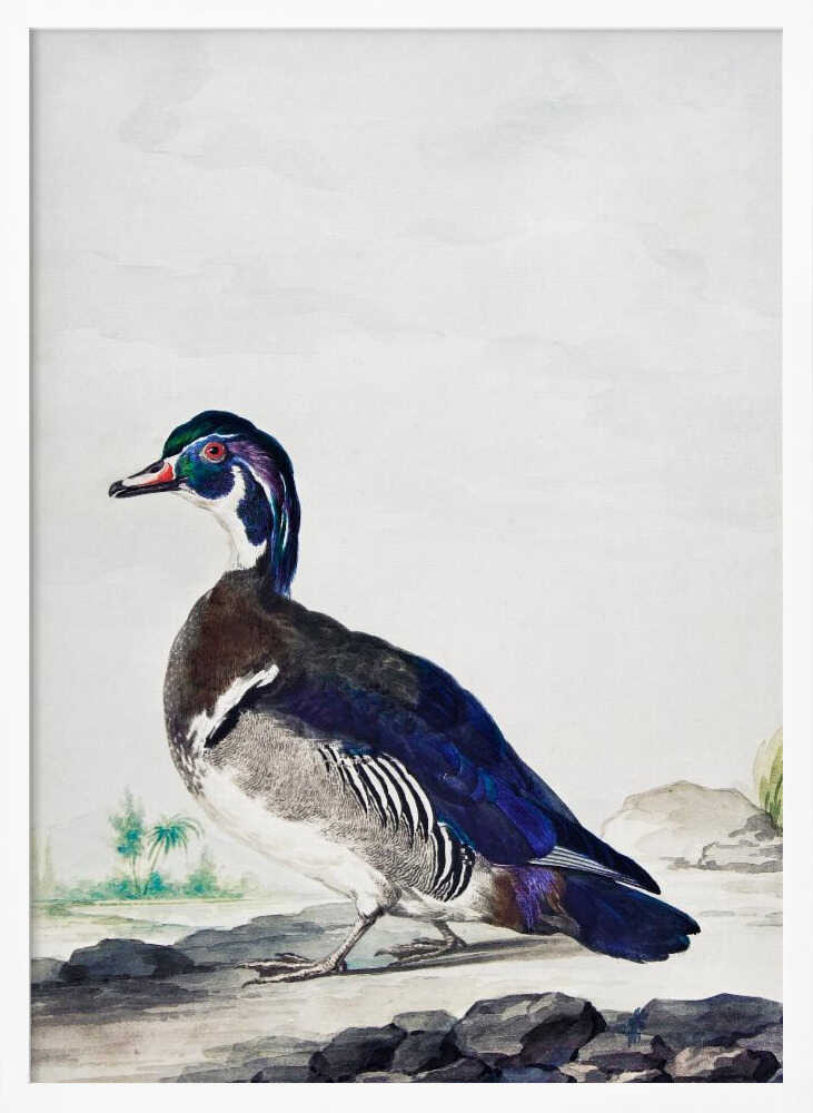 A Duck - Poster / Art Print