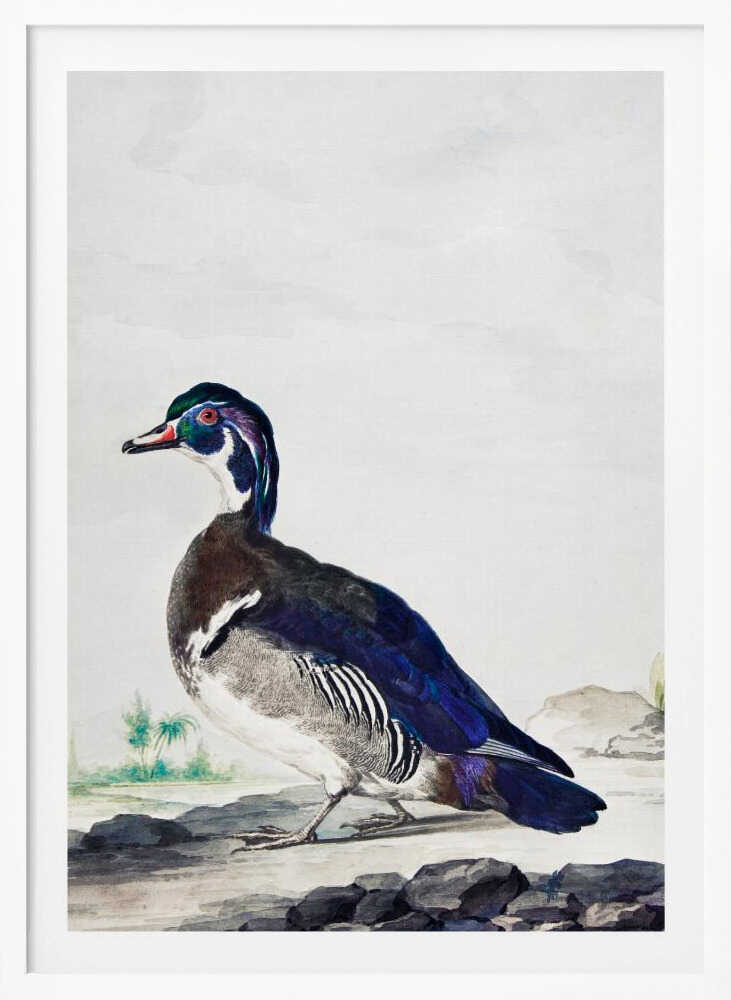 A Duck - Poster / Art Print