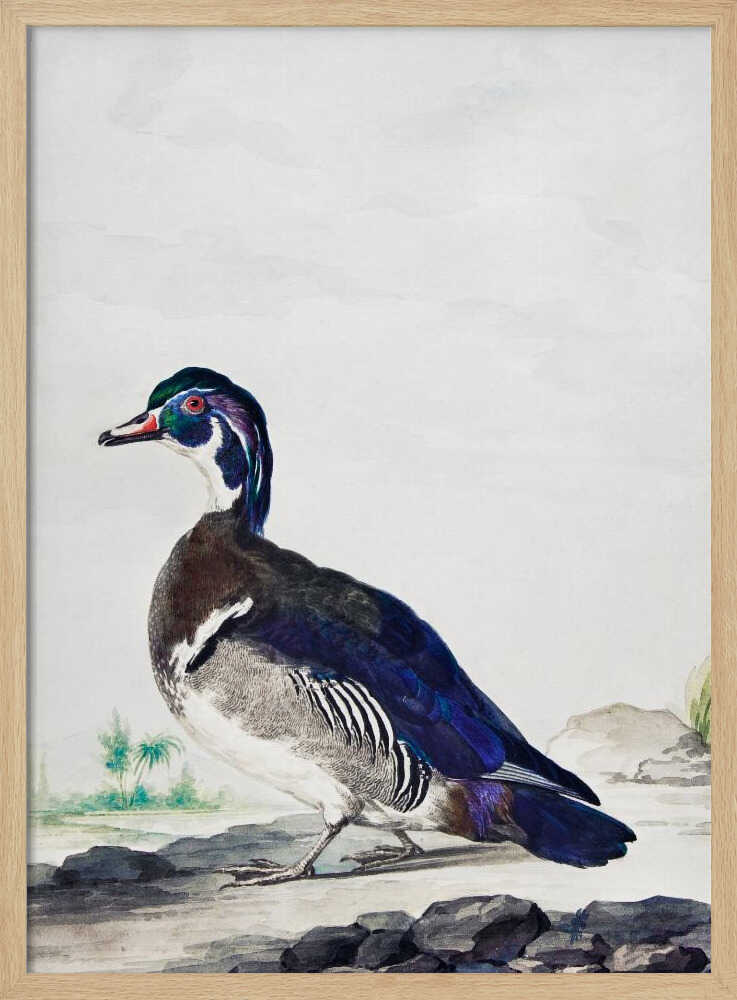 A Duck - Poster / Art Print