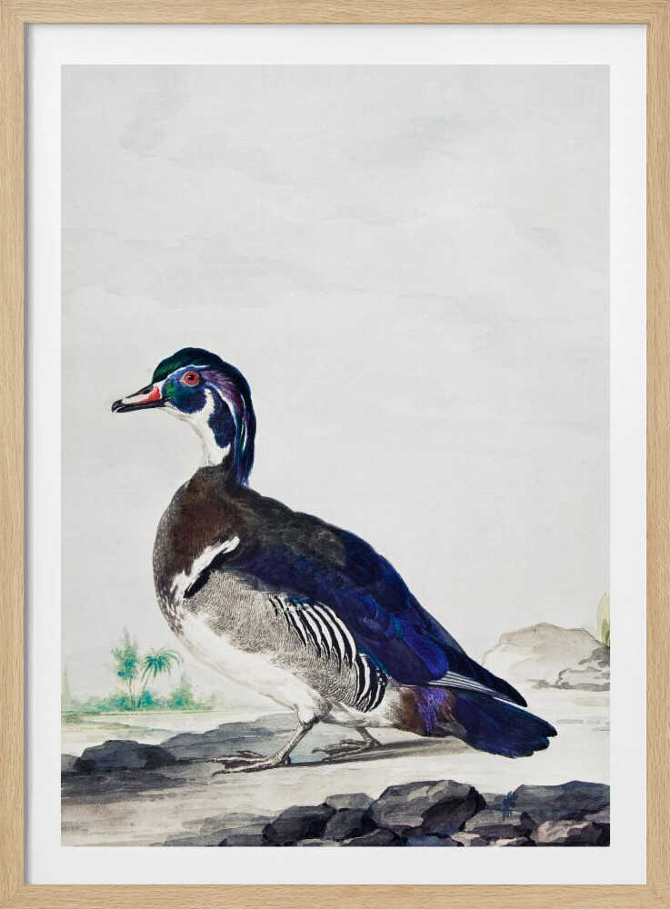 A Duck - Poster / Art Print