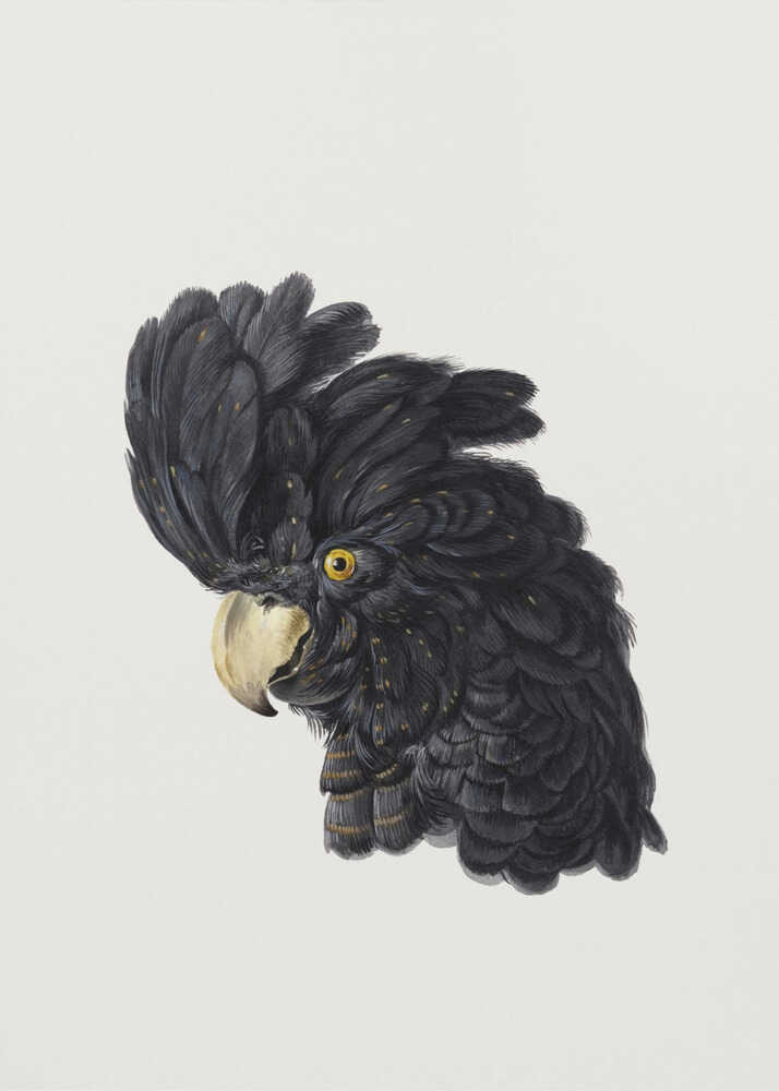 Head of a Cockatoo - Poster / Art Print