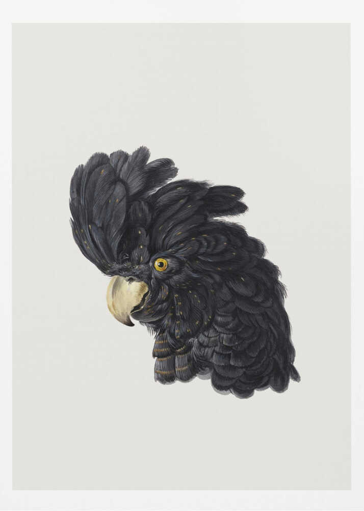 Head of a Cockatoo - Poster / Art Print