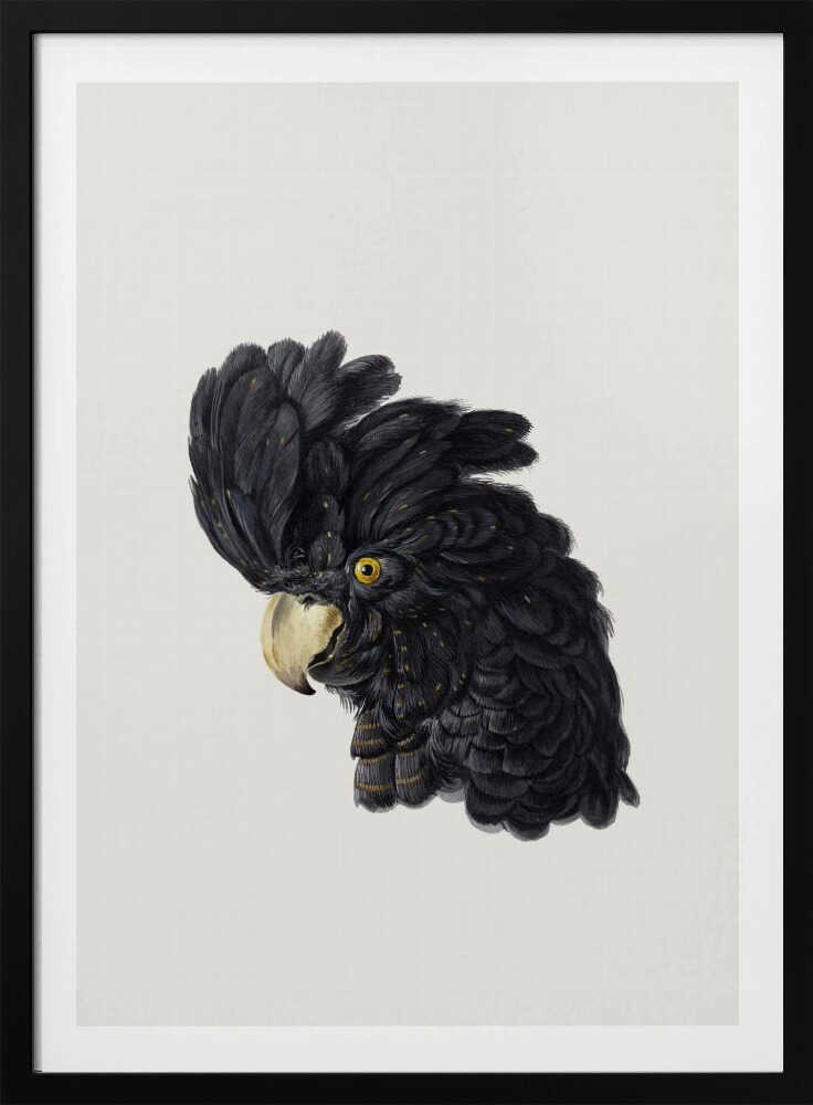 Head of a Cockatoo - Poster / Art Print