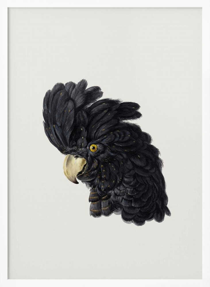 Head of a Cockatoo - Poster / Art Print
