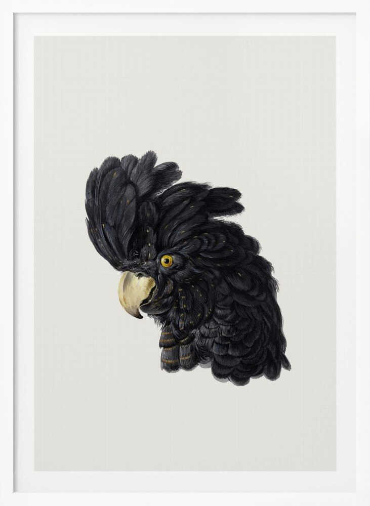 Head of a Cockatoo - Poster / Art Print
