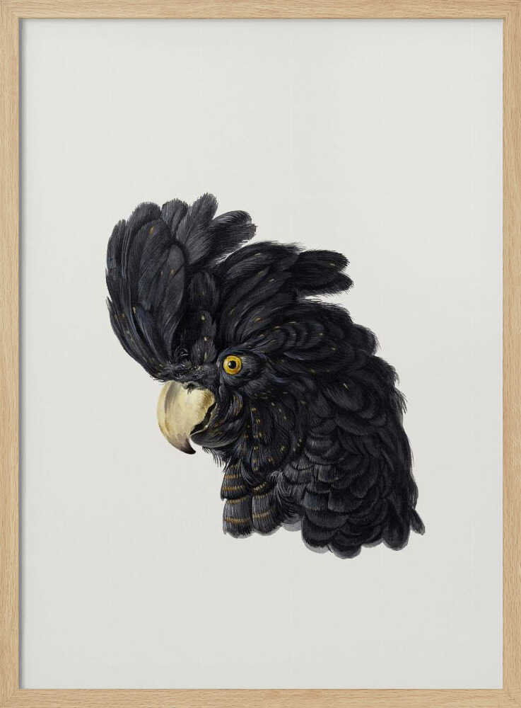 Head of a Cockatoo - Poster / Art Print