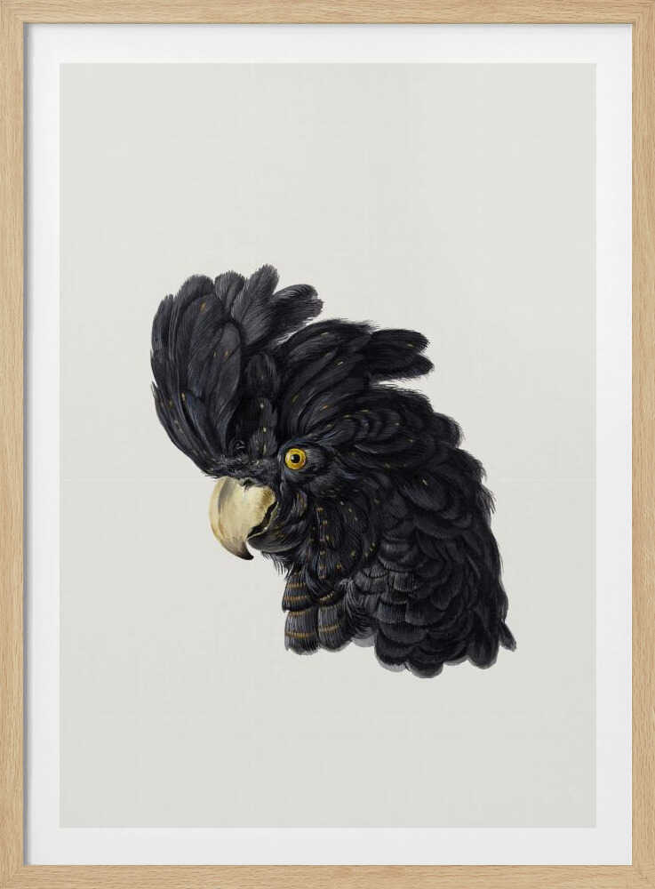 Head of a Cockatoo - Poster / Art Print