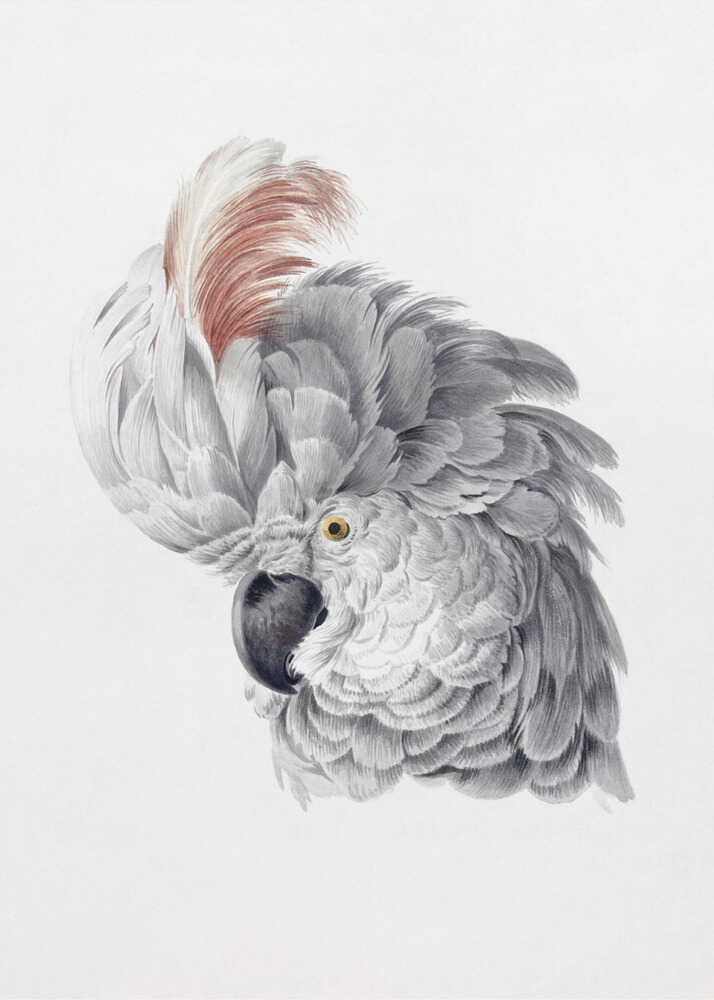 Cockatoo Head - Poster / Art Print