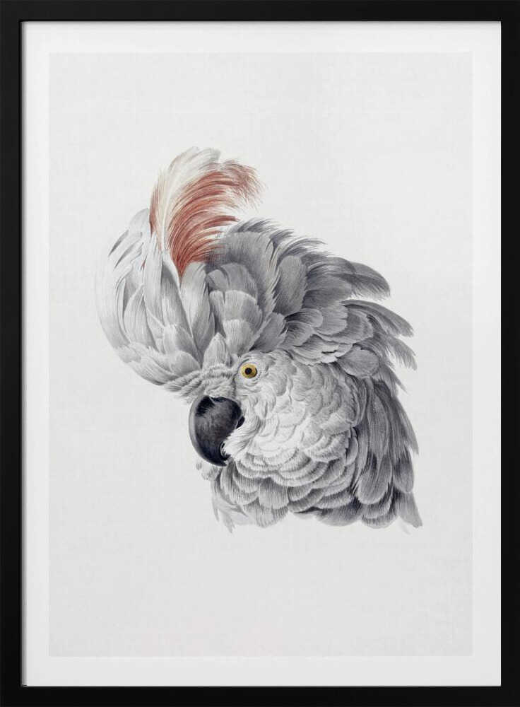 Cockatoo Head - Poster / Art Print