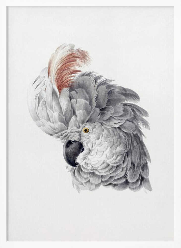 Cockatoo Head - Poster / Art Print