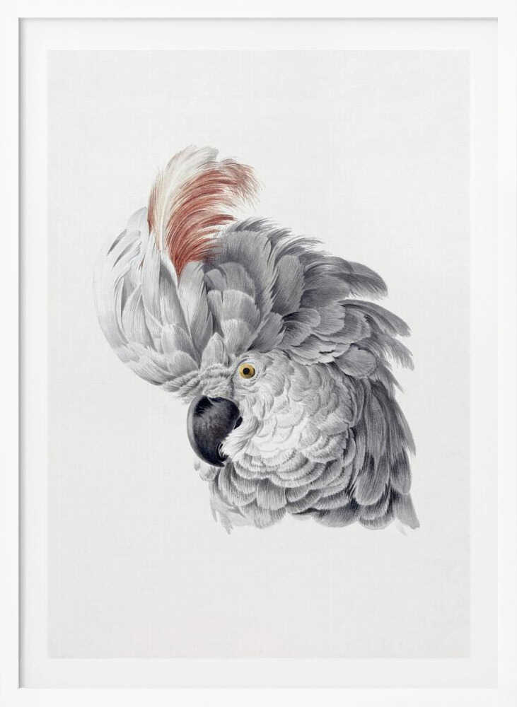 Cockatoo Head - Poster / Art Print