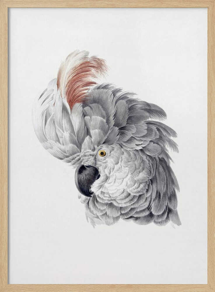 Cockatoo Head - Poster / Art Print