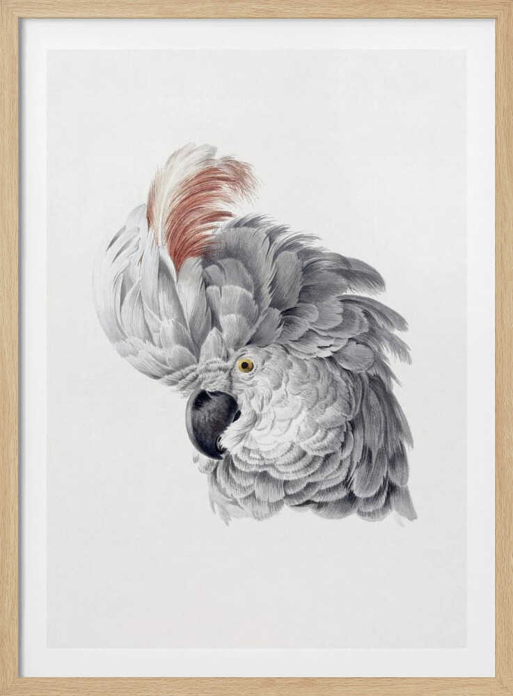 Cockatoo Head - Poster / Art Print