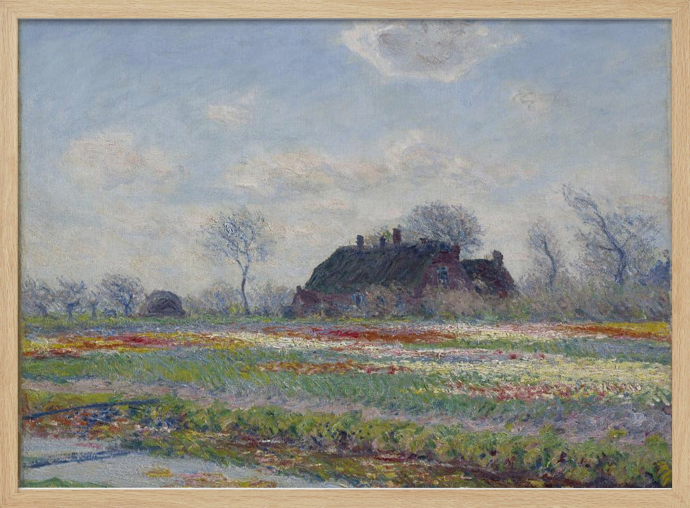 Claude Monet's Tulip Fields At Sassenheim, (1886) - Poster / Art Print