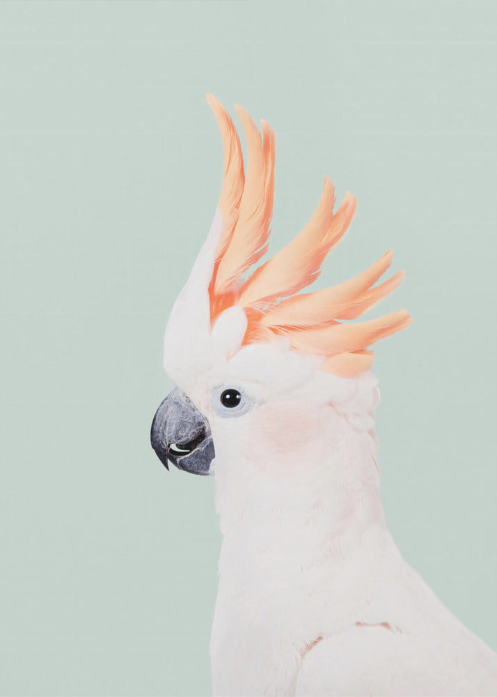 Cockatoo on Mint - Poster / Art Print