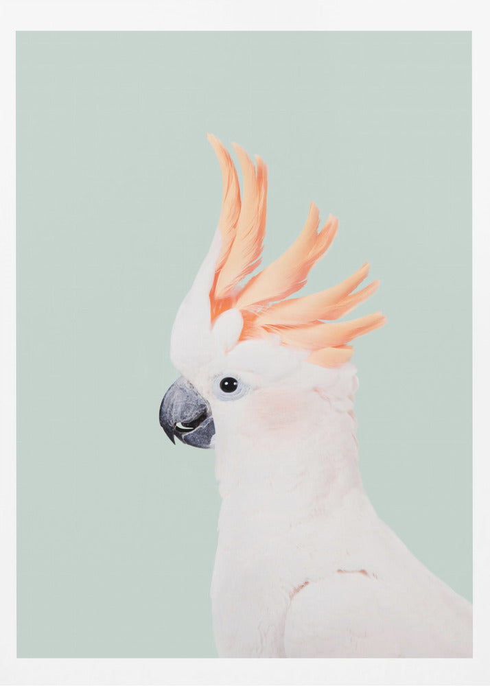 Cockatoo on Mint - Poster / Art Print